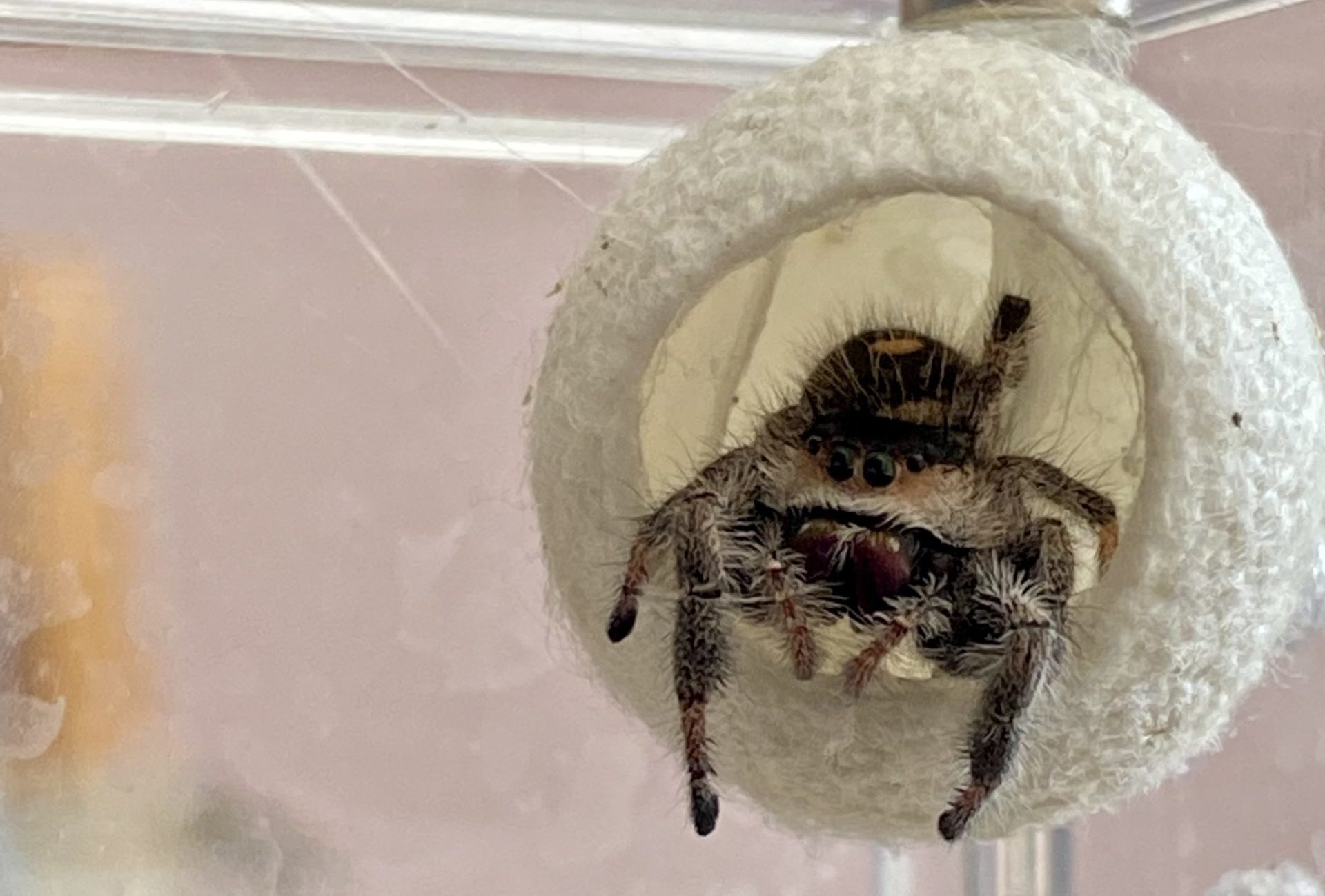 Jumping Spider Bites Everything You Need To Know Spiders Web HQ
