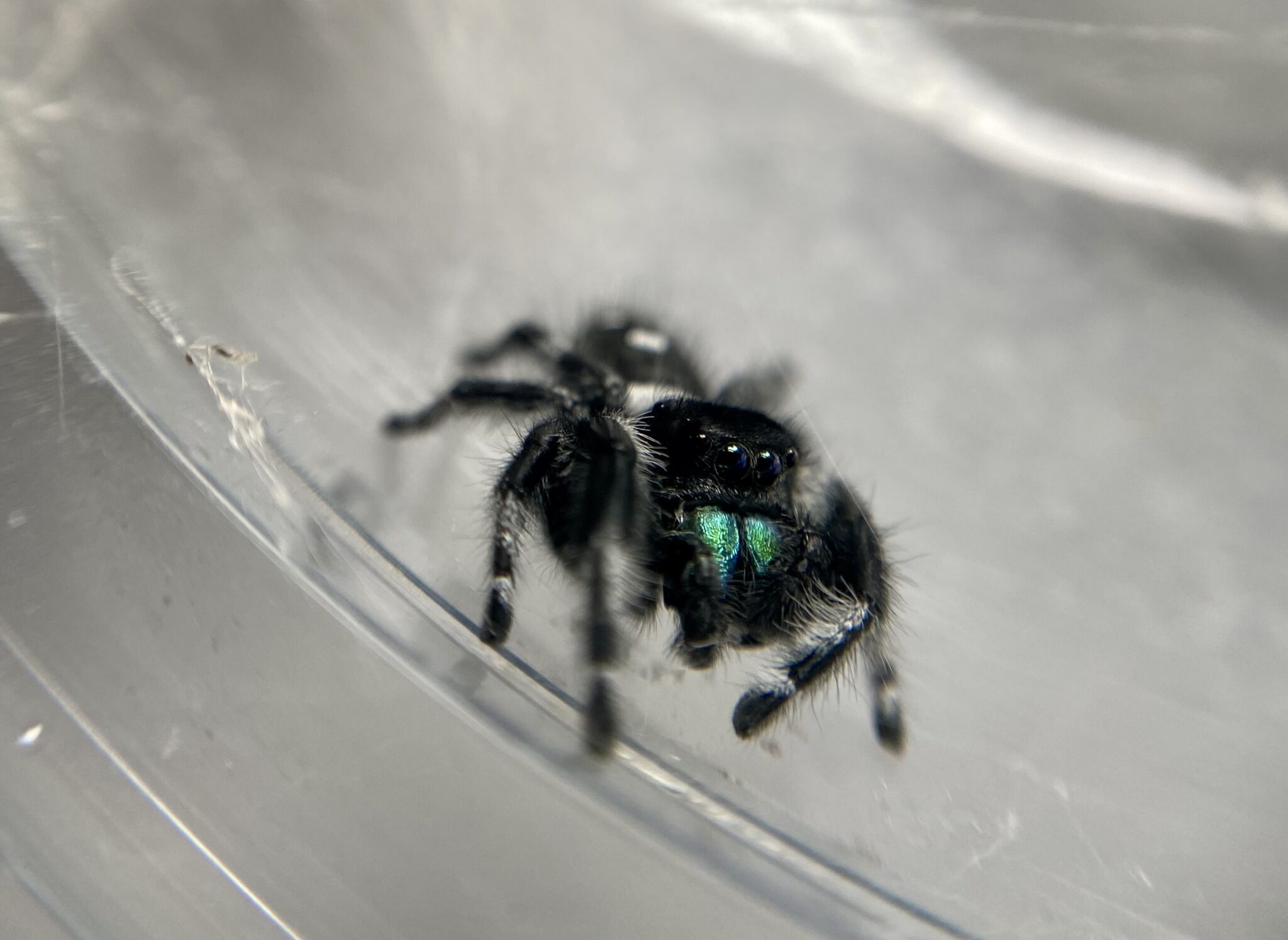 Nine Interesting Facts About Jumping Spiders Spiders Web HQ