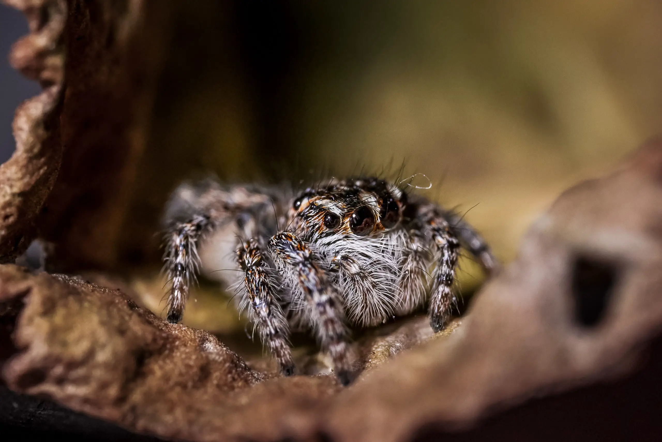 Jumping spider sat on a piece of bark.
