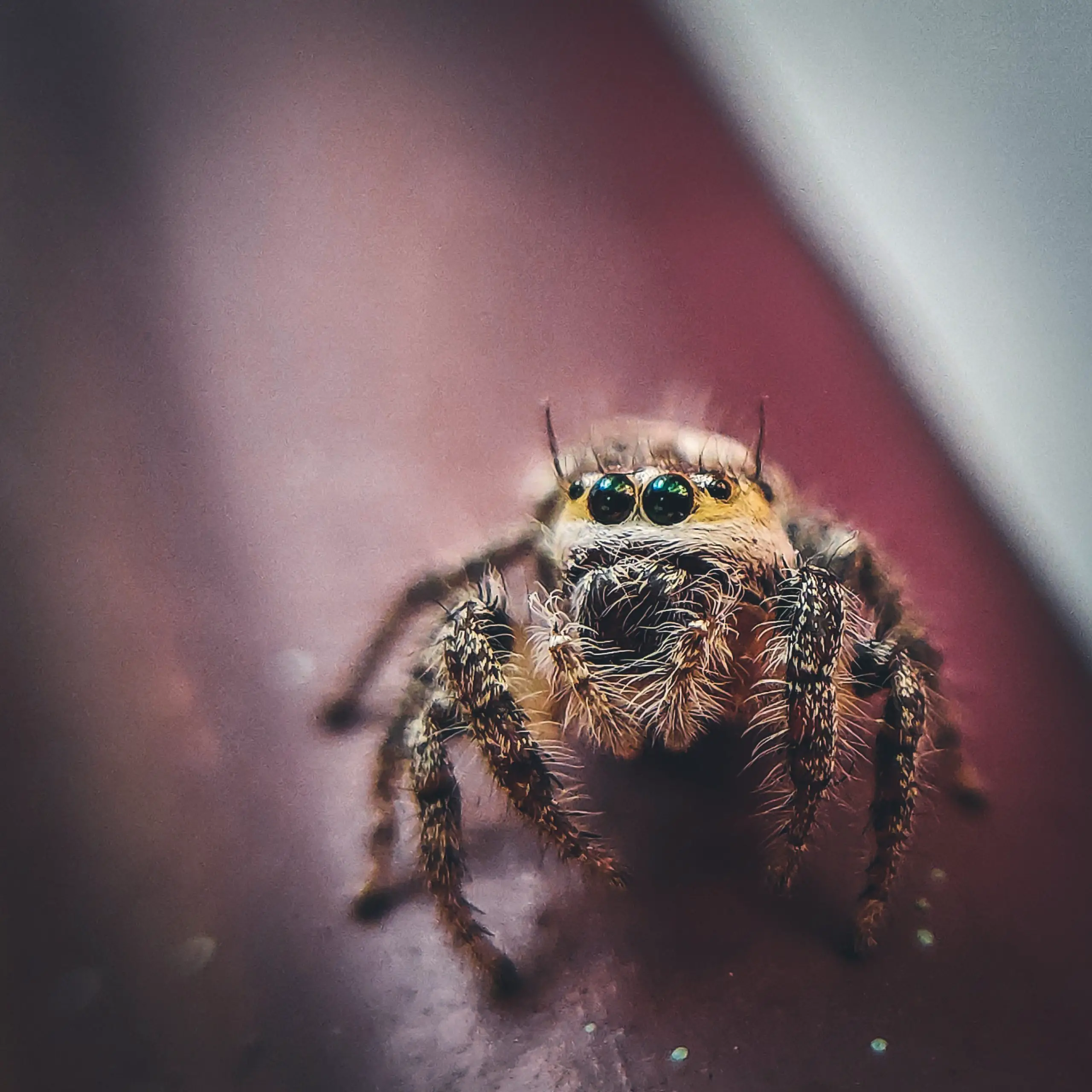 Close up image of a jumping spider