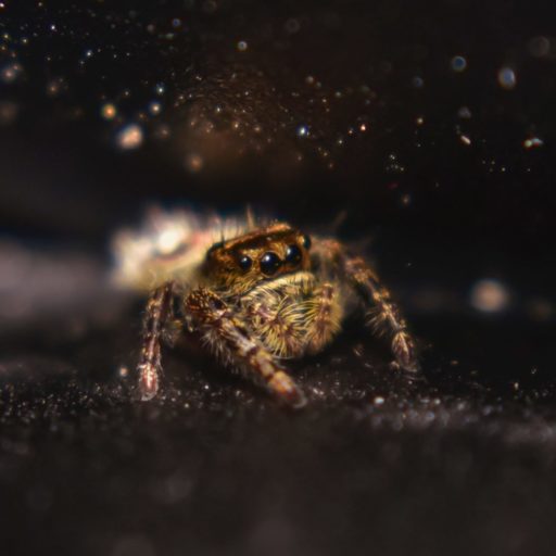 small jumping spider