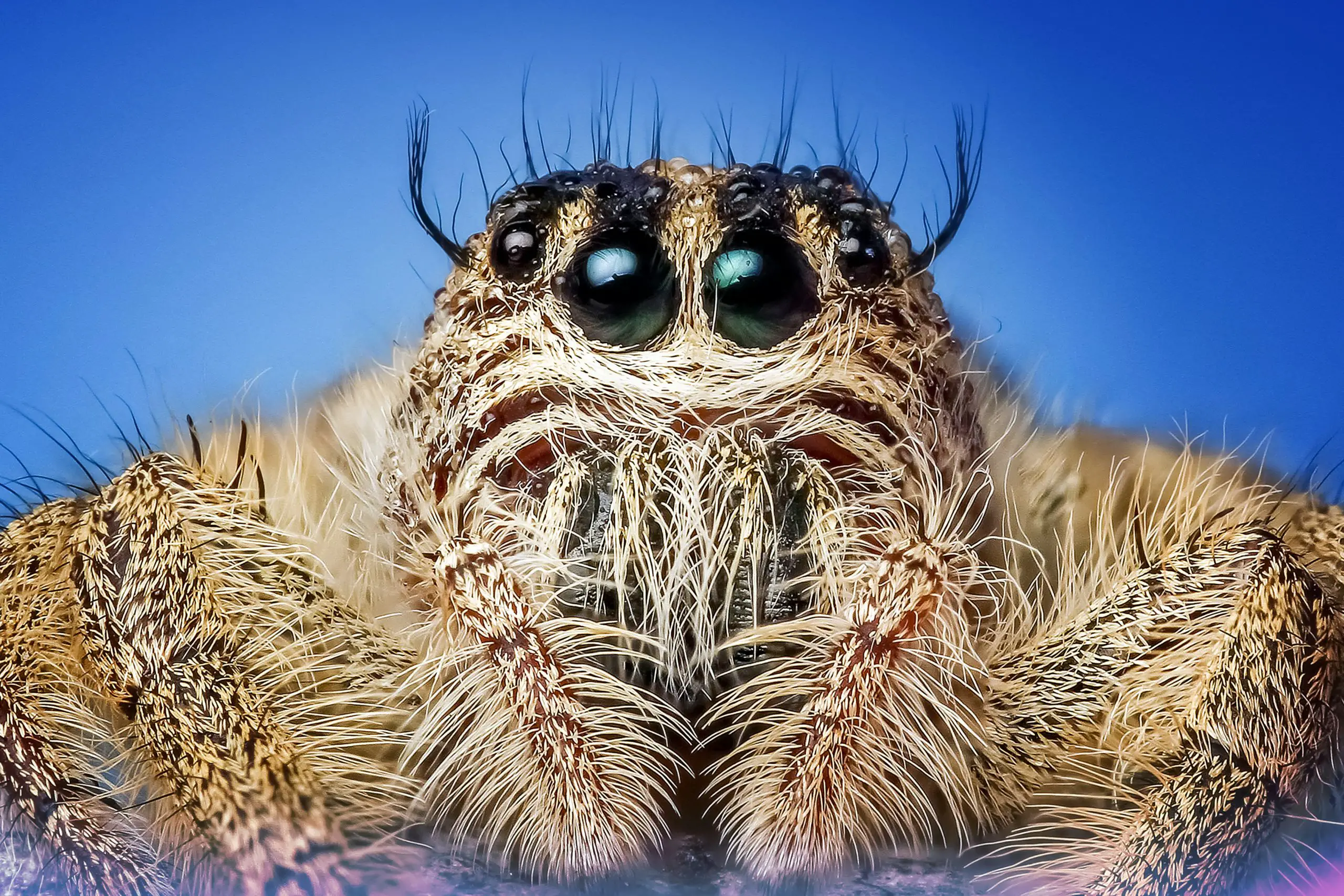 Eye pattern of a jumping spider (jumping spider eyes)