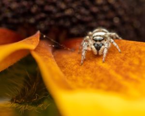 Jumping Spider Behavior: What Makes Them So Unique? | Spiders Web HQ