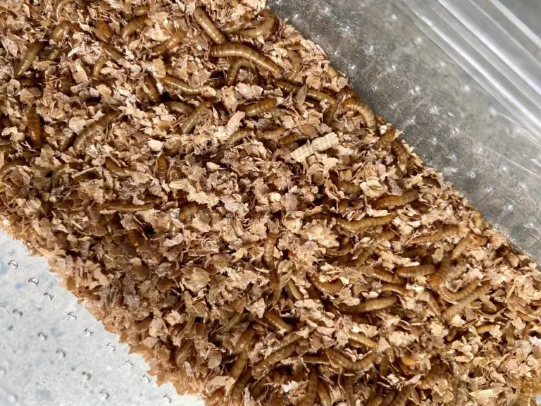 box of mealworms from pet store