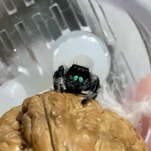 jumping spider with green chelicerae