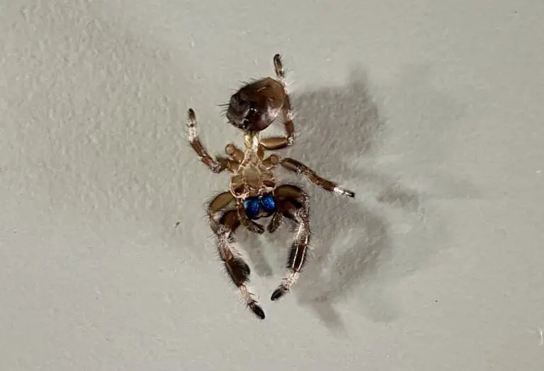Fresh exoskeleton molted from a regal jumping spider