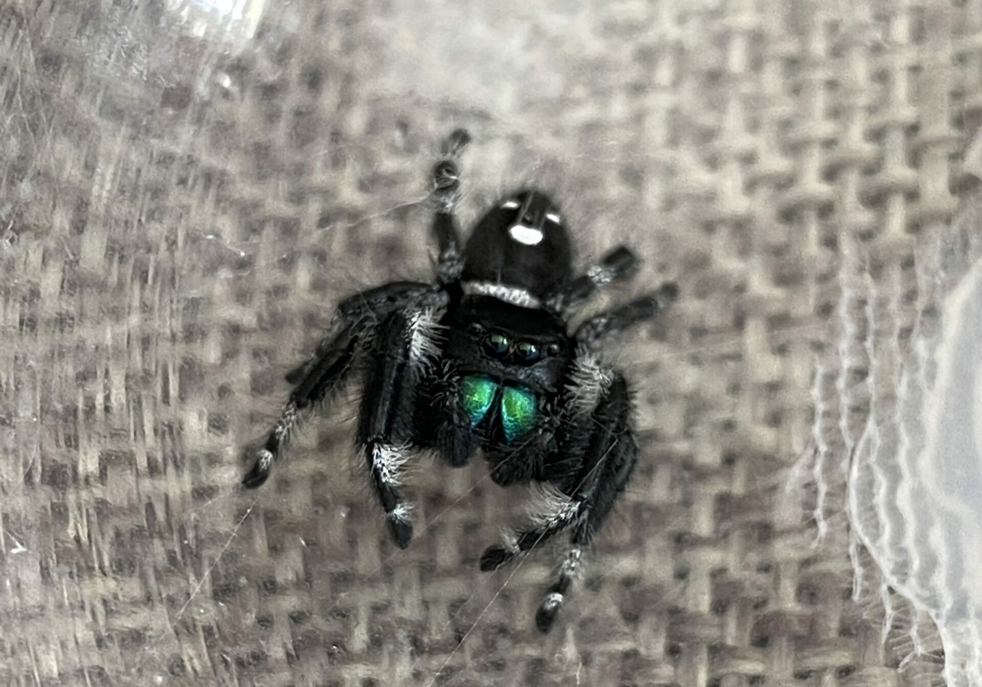 male regal jumping spider showing chelicerae