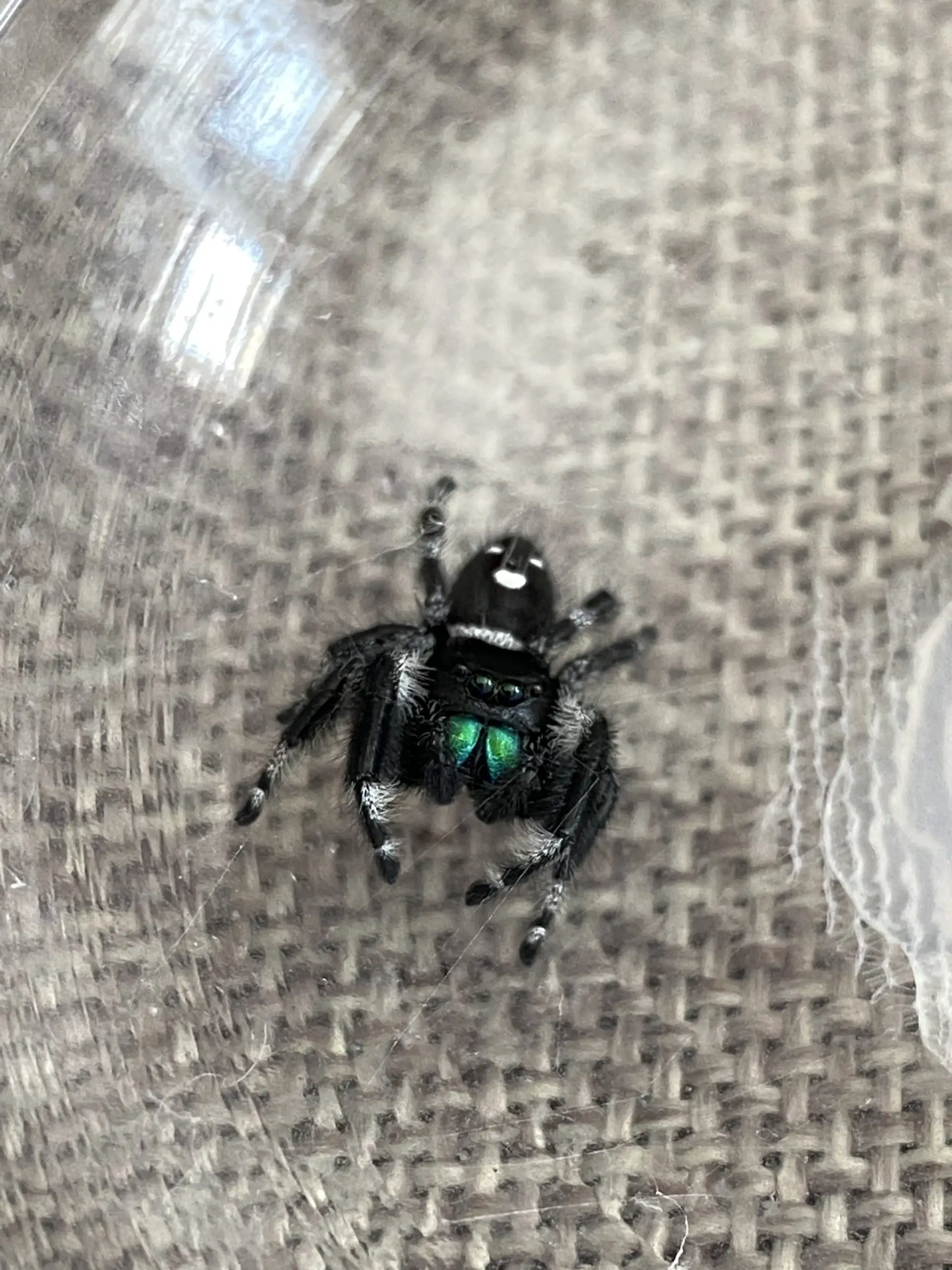 male regal jumping spider showing chelicerae