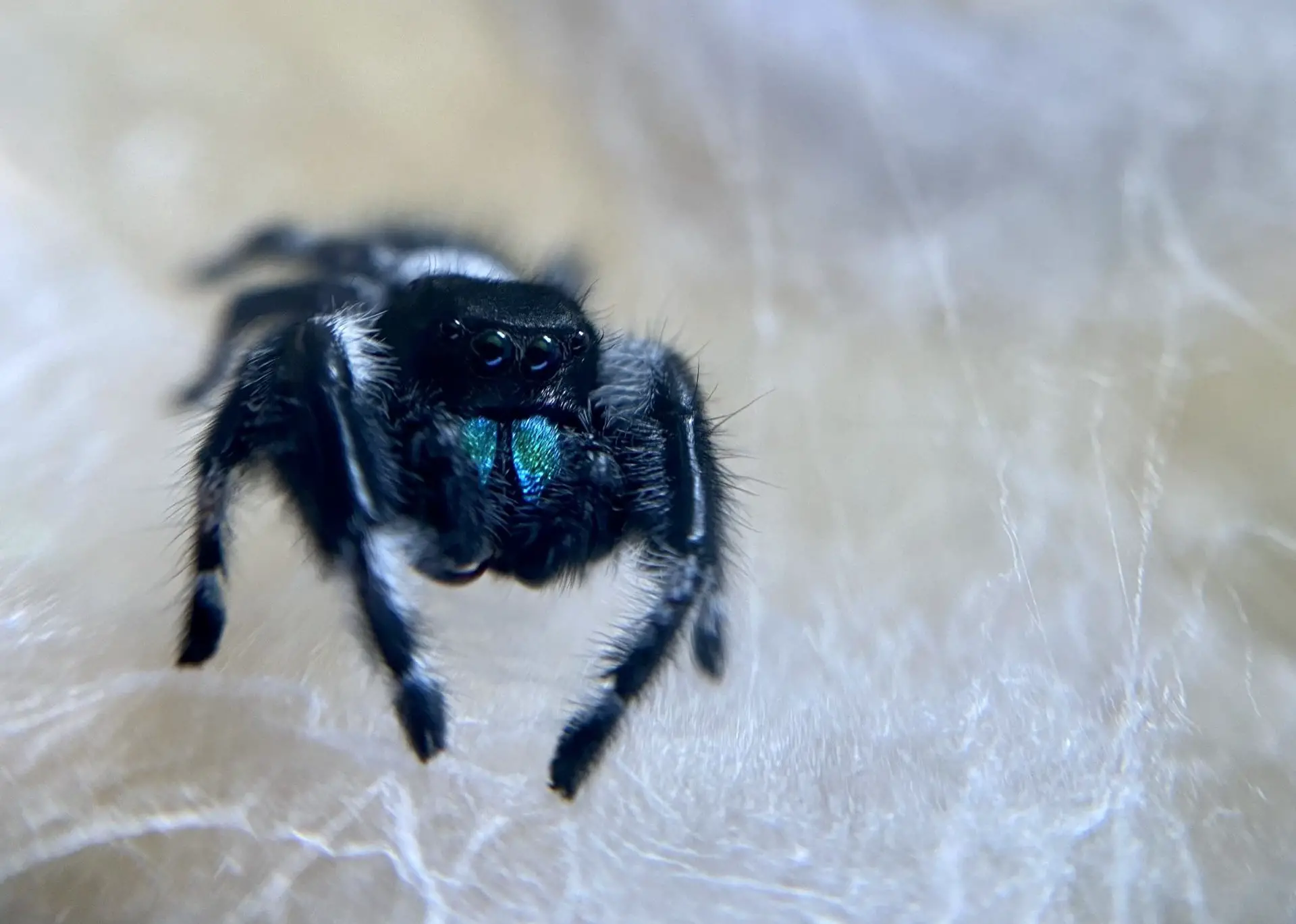 macro photograph of a male jumping spider