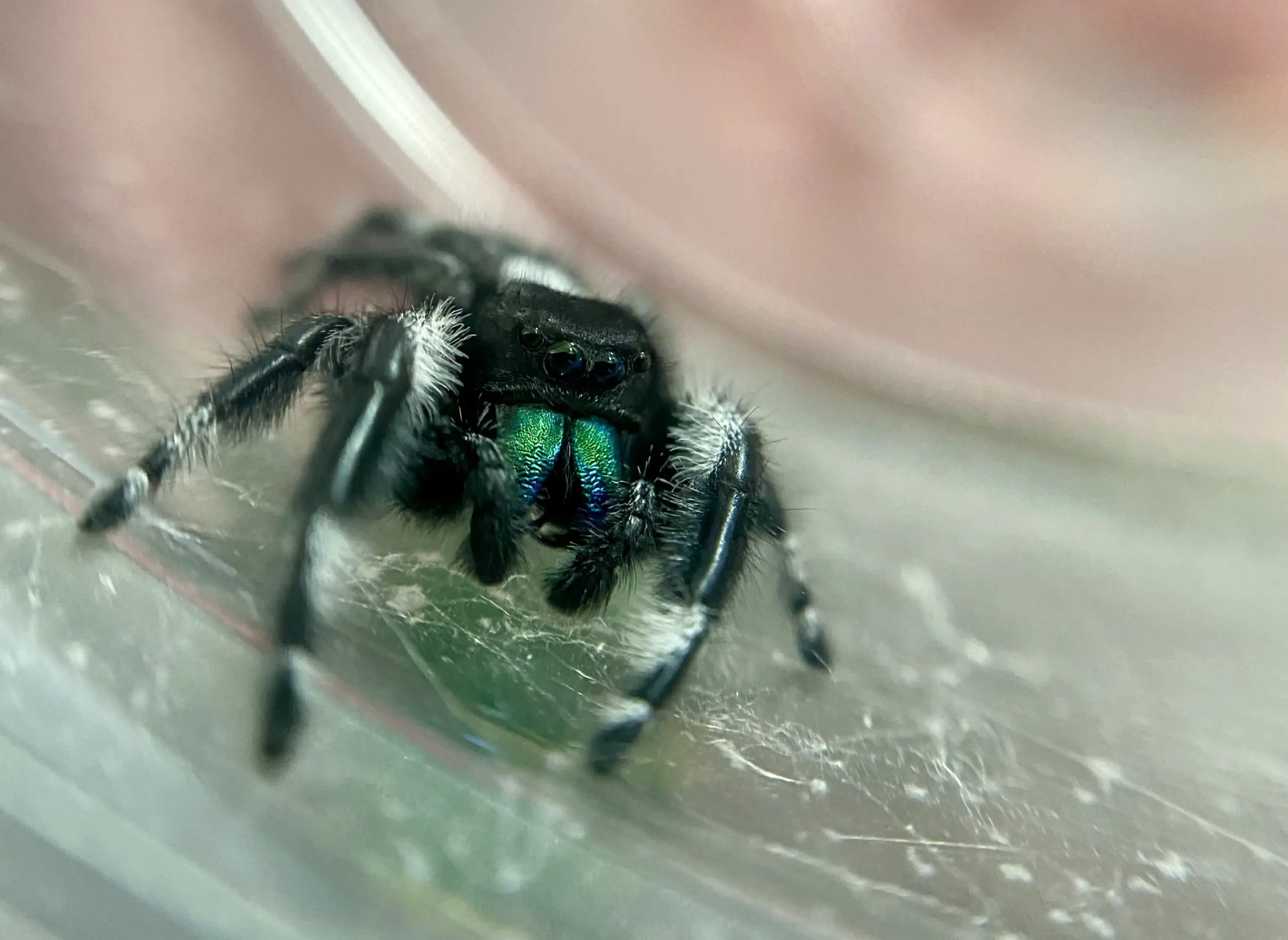 jumping spider pedipalps
