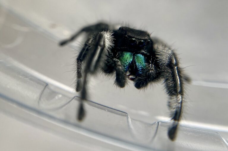 close up of male phidippus regius jumping spider