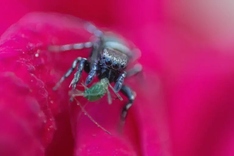 hunting behavior of jumping spiders