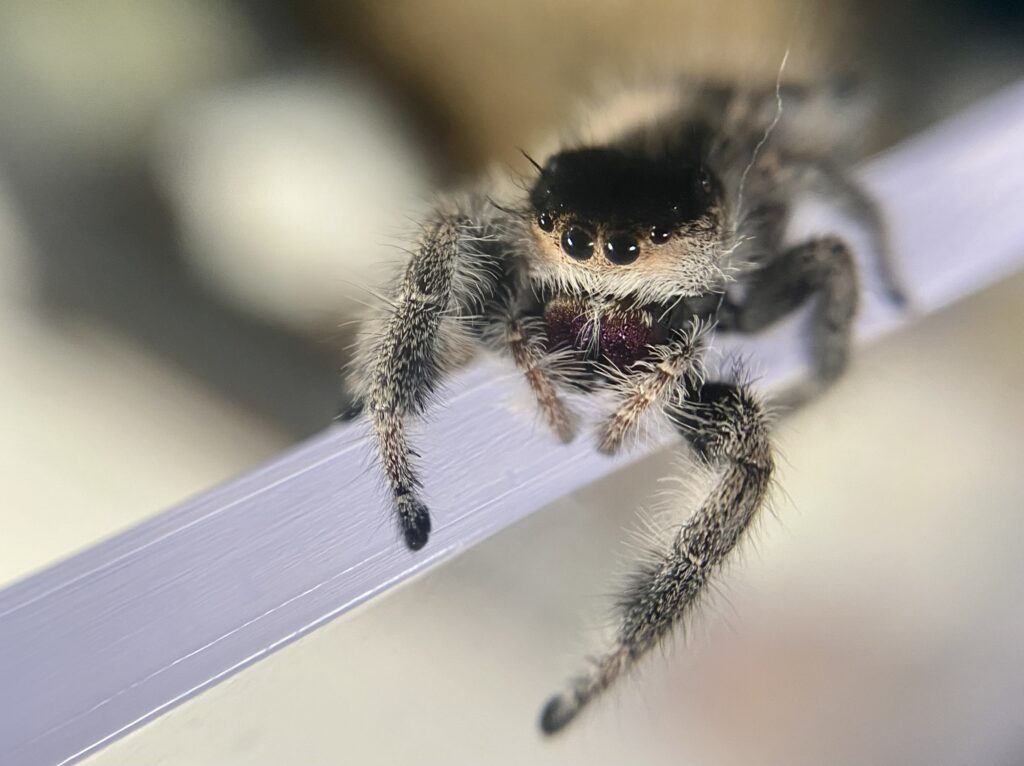 phidippus regius female jumping spider