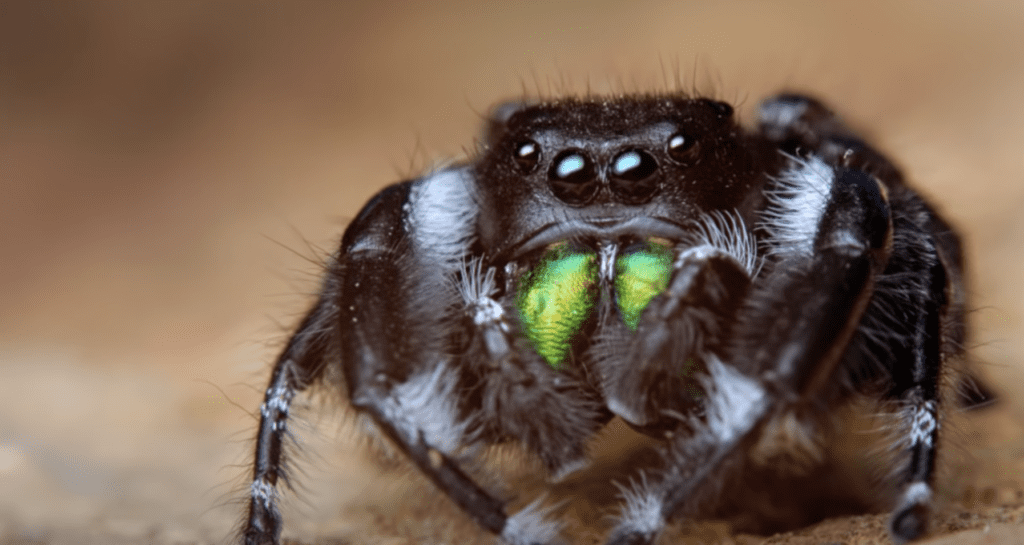 Phidippus Audax (bold jumping spider)