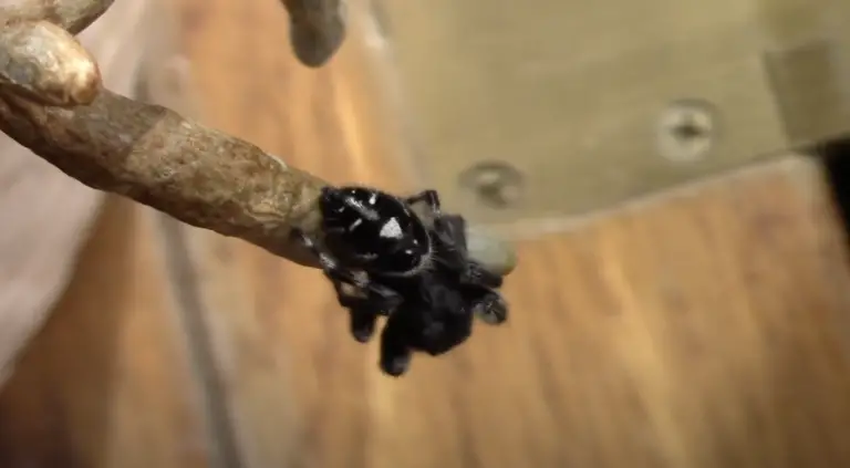 Bold jumping spiders are mainly black with white markings.