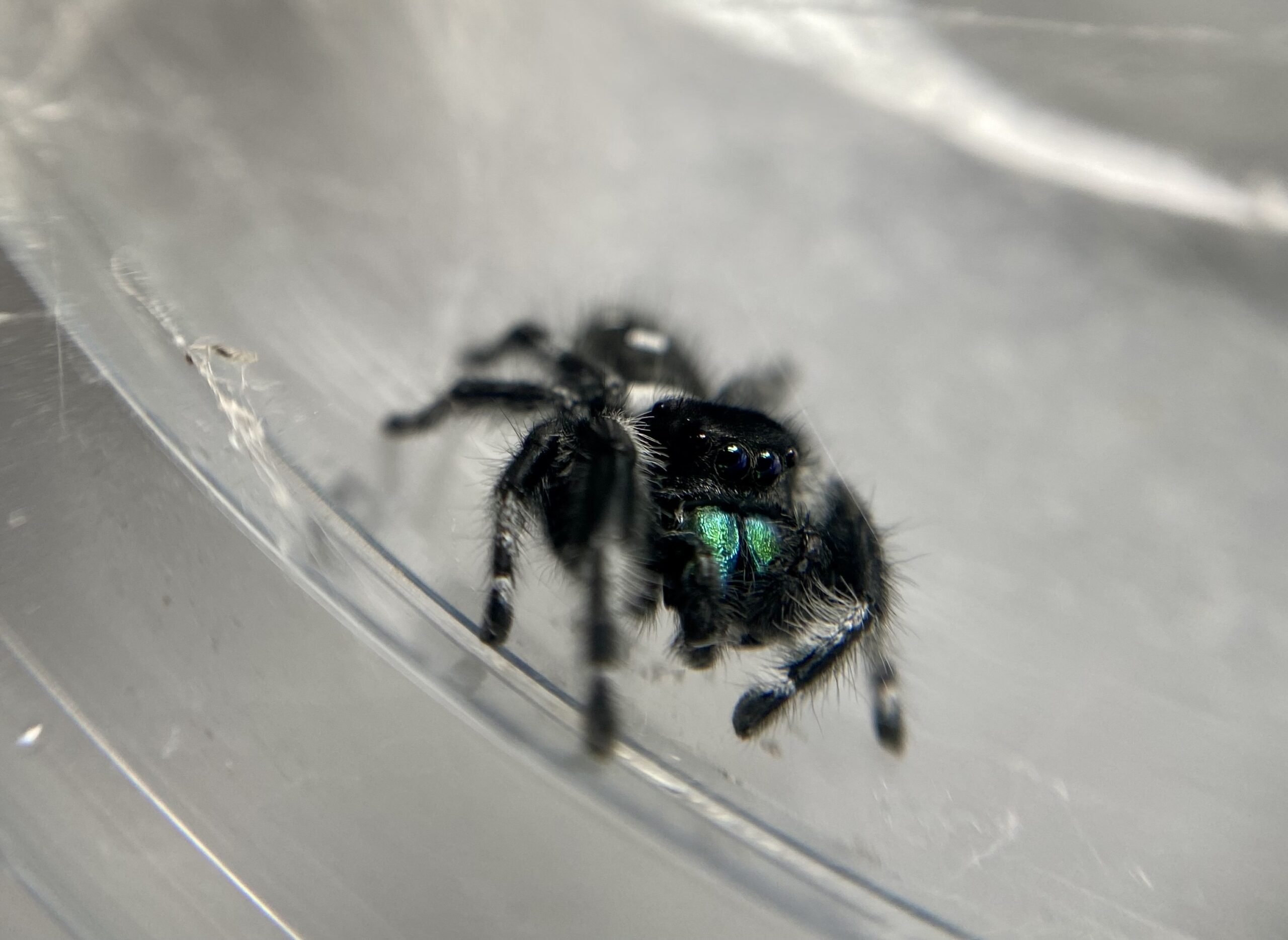 Jumping Spider Fun Facts