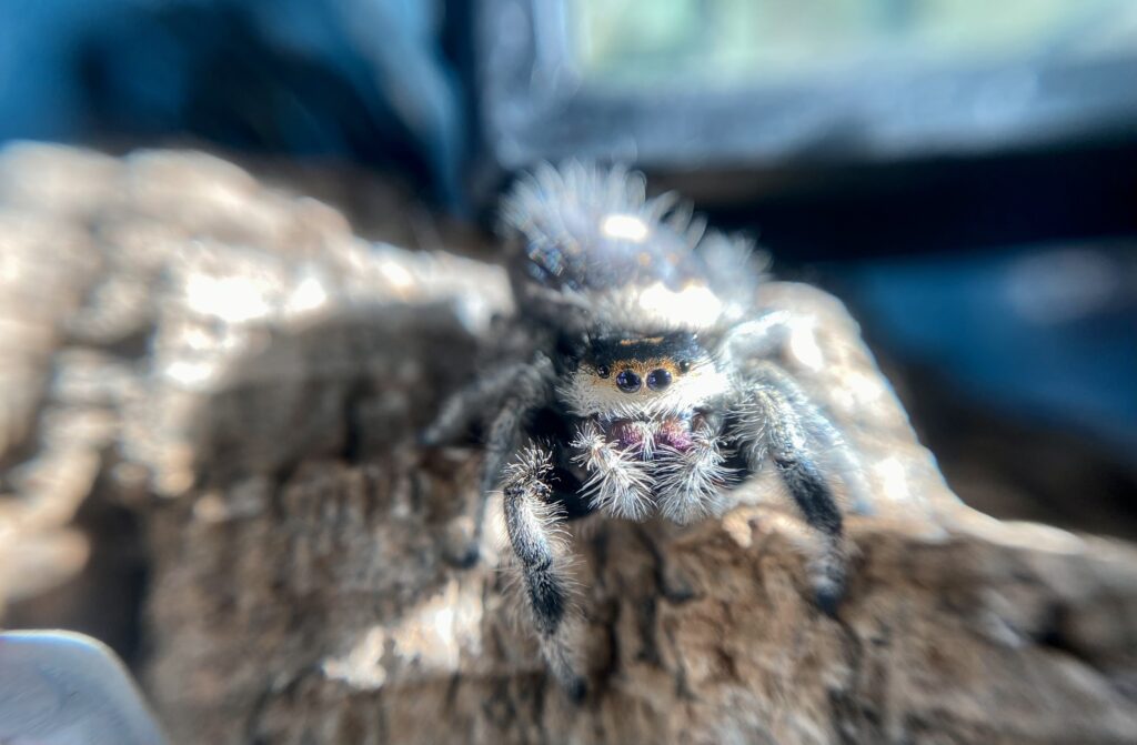 regal jumping spiders are easy to keep as pets