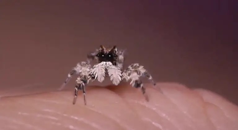 white-mustached jumping spider