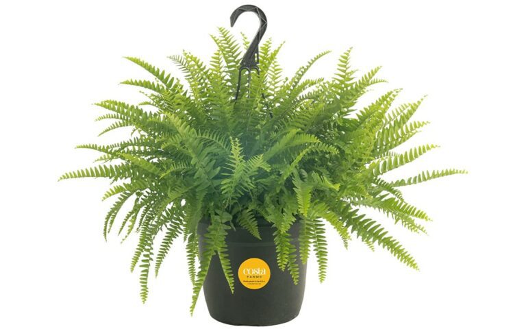 Costa Farms Boston Fern