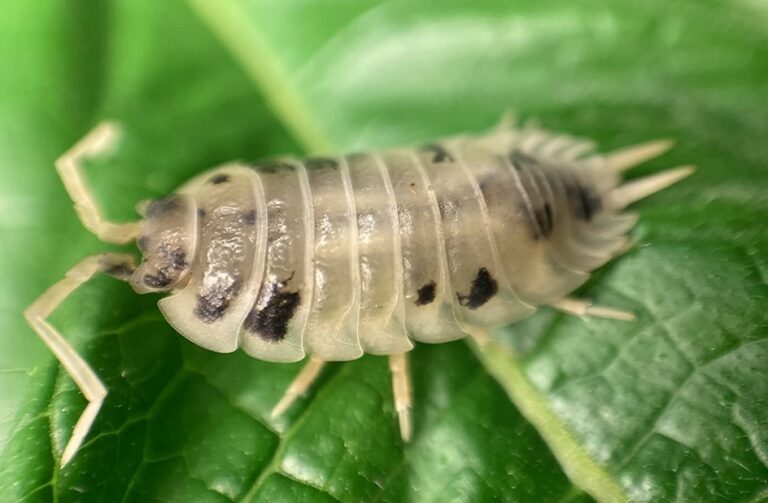 Pocket Pets Dalmation Isopods