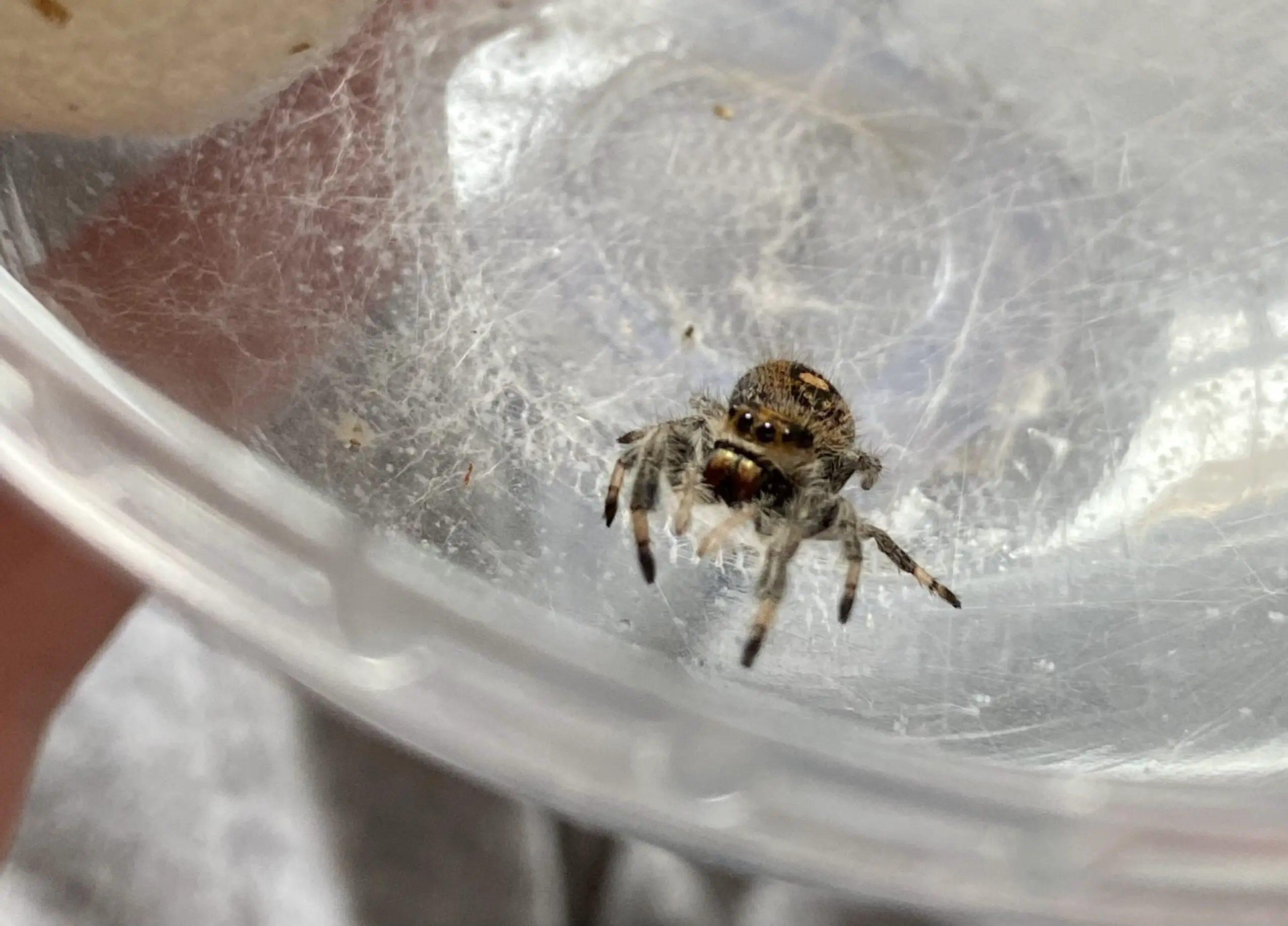 jumping spider observing
