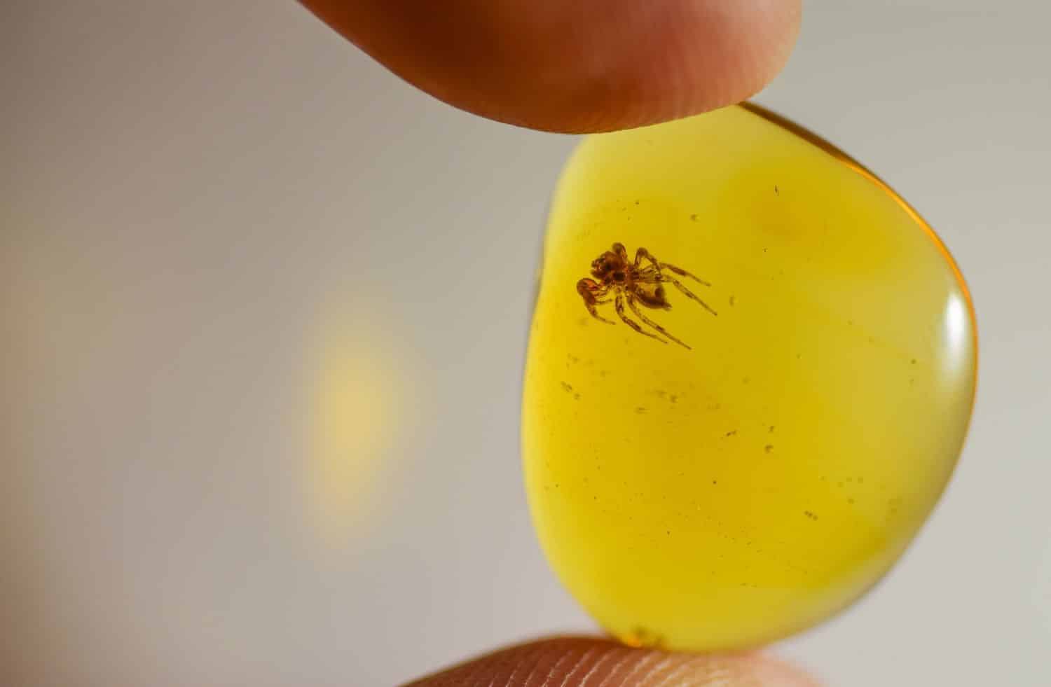 Jumping spider out of enclosure