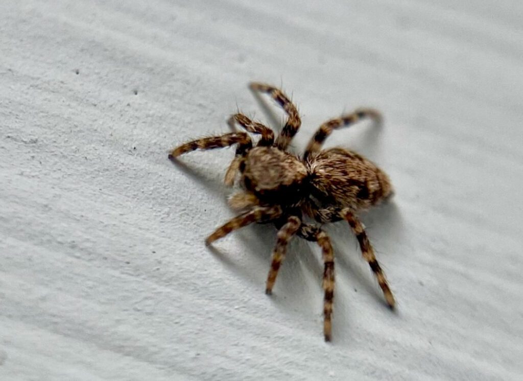 Spider Explodes When Falling Jumping Spider Escapes: How to Handle the Situation Without Panic ...