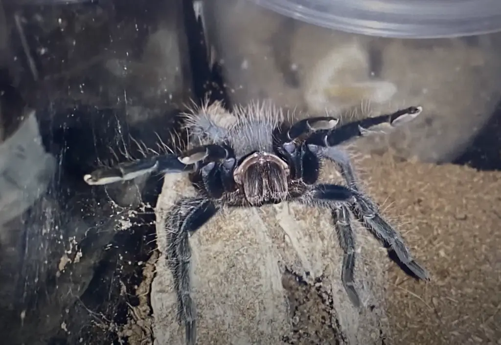 Tarantula behavior - tarantula displaying intimidation tactics