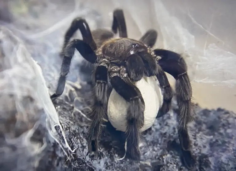 Pet tarantula lifespan - Tarantula with phantom egg sac