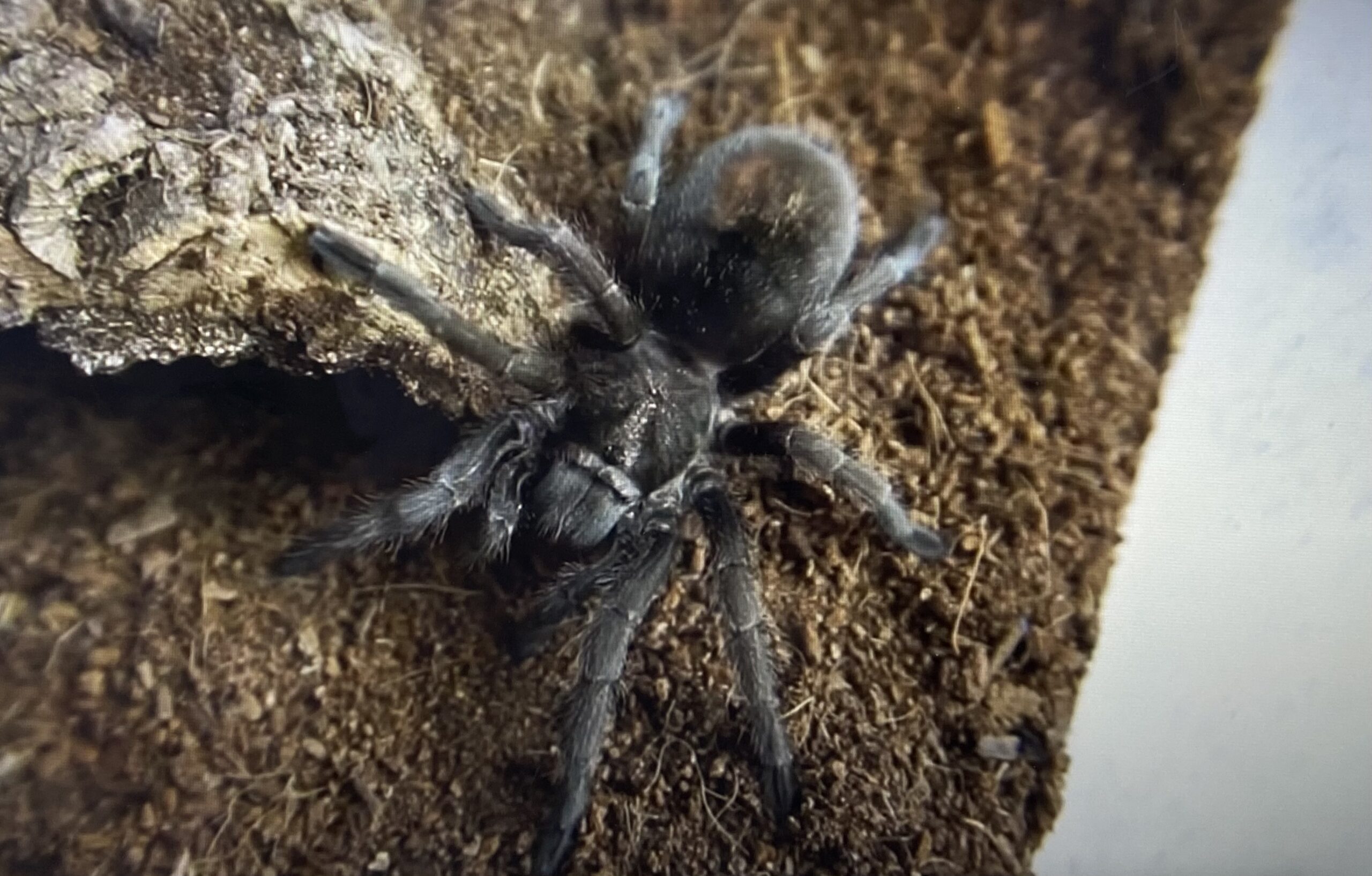 Brazilian Black Tarantula on cork bark
