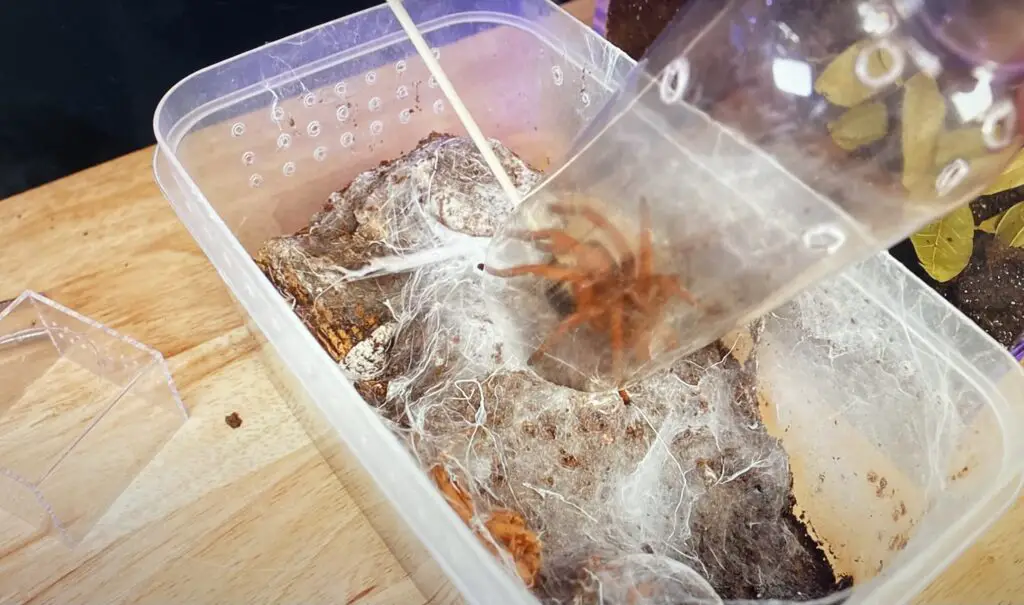 How to rehouse a tarantula using the bottle method