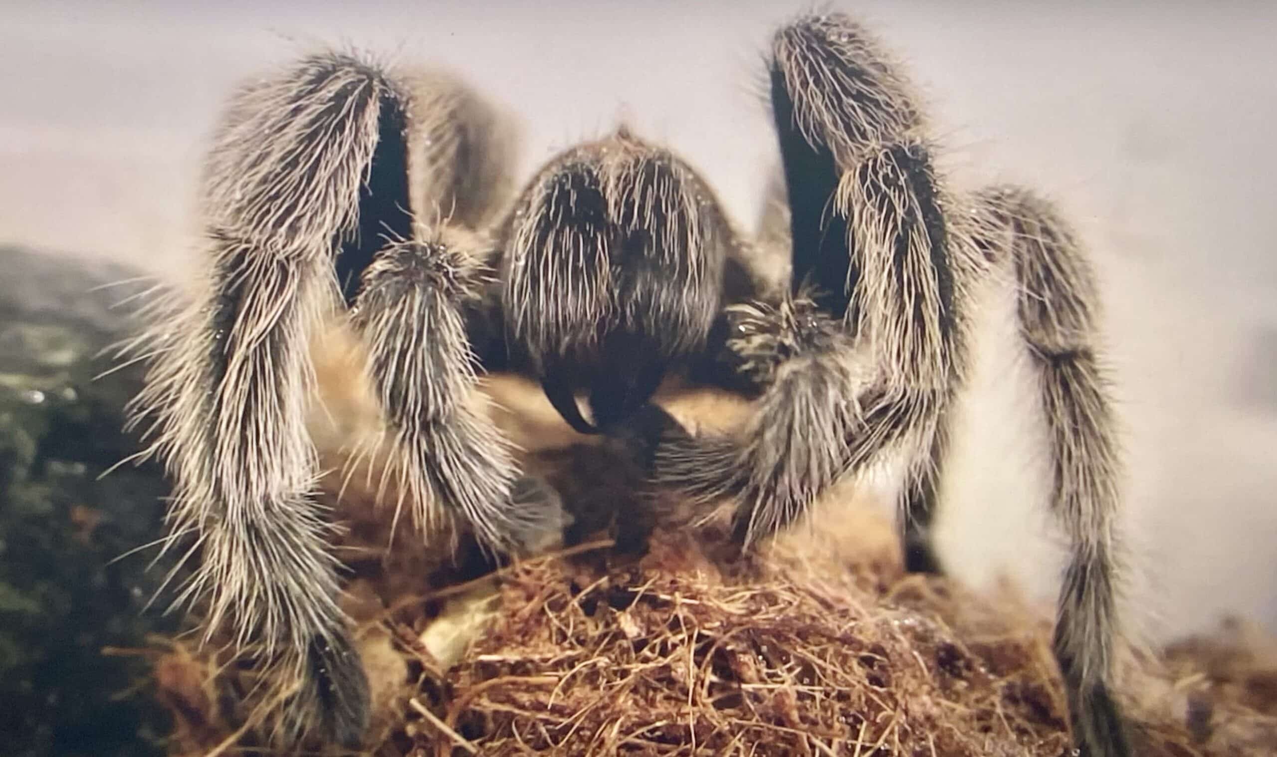 Tarantula displaying its fangs - how dangerous are tarantulas