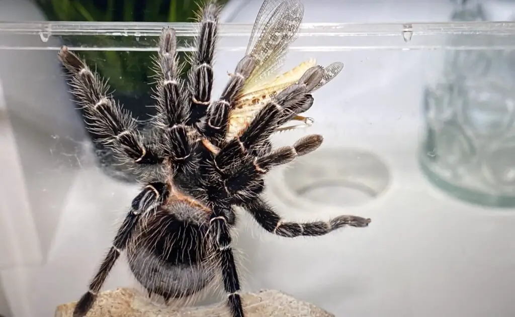 tarantula eating a cricket