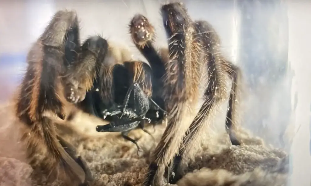 tarantula eating a dark cricket
