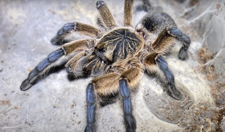 tarantula waiting for food - what do tarantulas eat