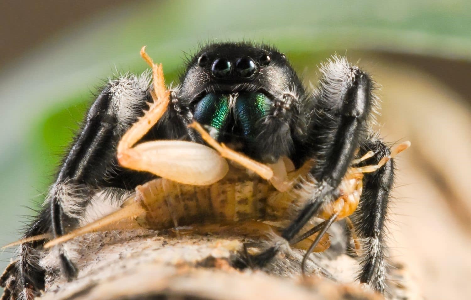 Feeding a Jumping Spider: What, How Often & How Much | Spiders Web HQ