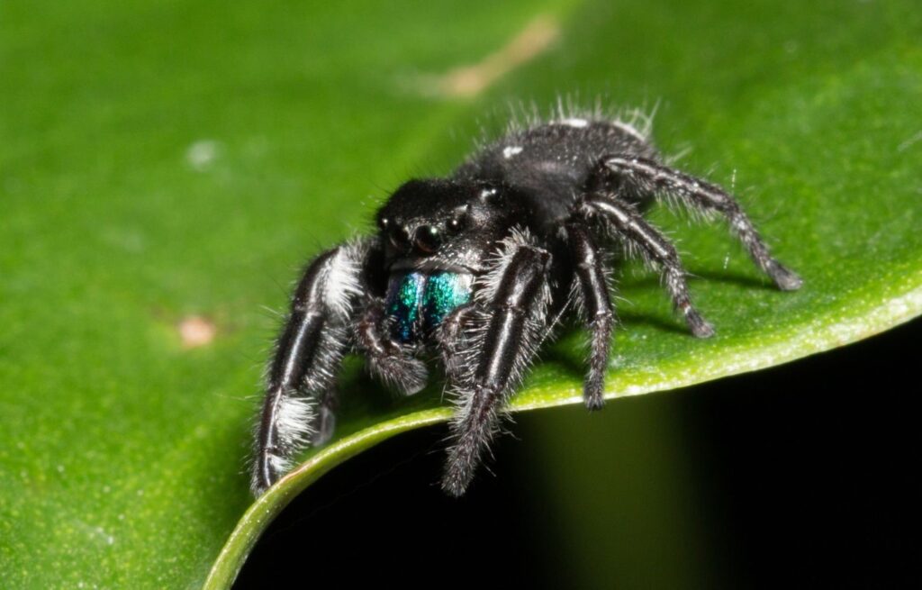 Phidippus Audax Jumping Spider: The Bold and Daring Arachnid | Spiders ...