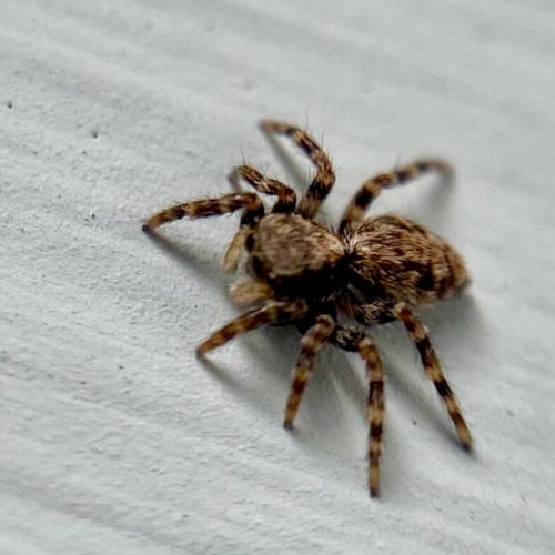 escaped jumping spider
