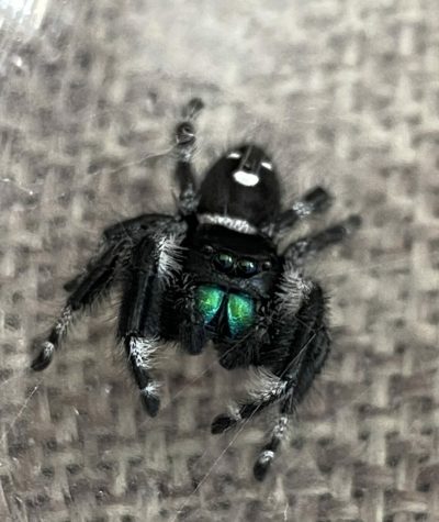 male regal jumping spider showing chelicerae