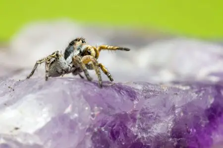the anatomy of jumping spiders includes their eight legs