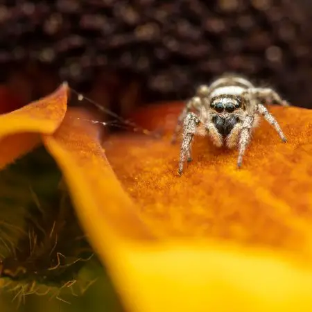 Jumping spider sat on a leaf with silk web tracks