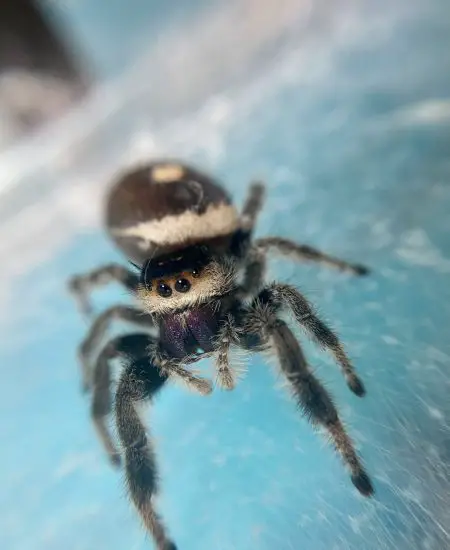 macro photograph of a female jumping spider