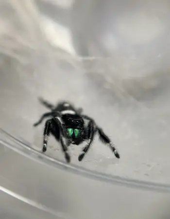 male phidippus regius jumping spider in plastic cup lid