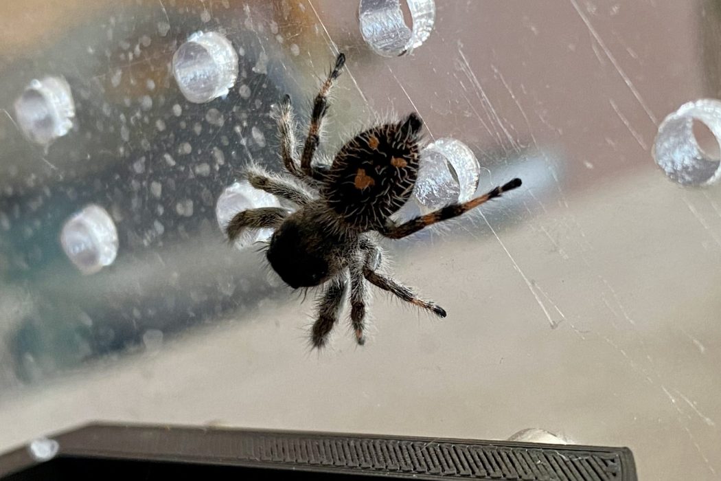 Regal jumping spider abdomen appearance Regal jumping spider abdomen appearance