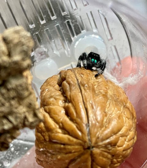 jumping spider on acorn decor Jumping spider on acorn hide